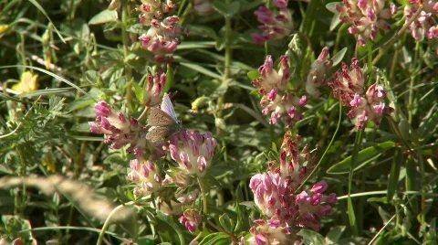 Butterfly on flower Stock Footage 485244