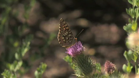 Butterfly on Flower Video stock 612431