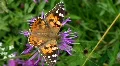 Butterfly on flower HD Footage