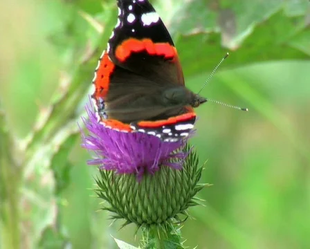 The  butterfly on a flower Video stock 667019