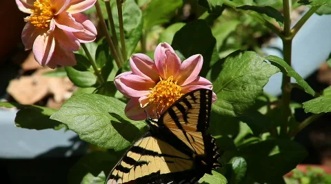 Butterfly on a flower Stock Footage 783506