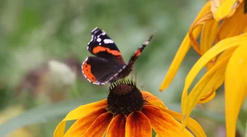 Butterfly on a flower Stock Footage 888461