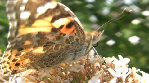 Butterfly on a Flower Видео 921020