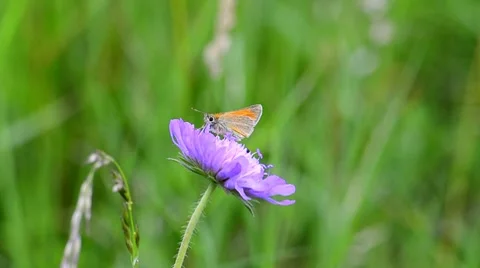 Butterfly on flower Stock Footage 7918784