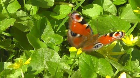 Butterfly on flower Stock Footage 10909459