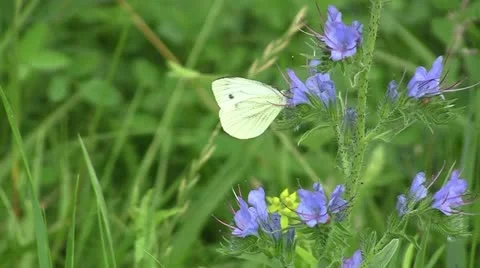 Butterfly on a flower Stock Footage 11187934