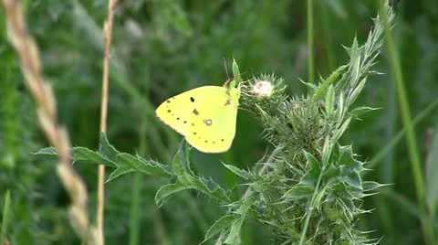 Butterfly on a flower Stock Footage 11187962