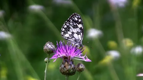 Butterfly on a flower Stock Footage 11187967
