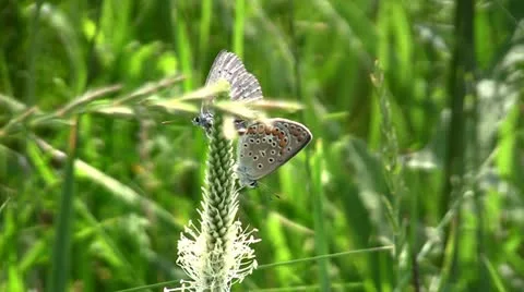 Butterfly on a flower Stock Footage 11187980