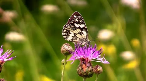 Butterfly on a flower Stock Footage 11187985