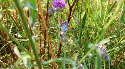 Butterfly on a flower Video stock 11375016