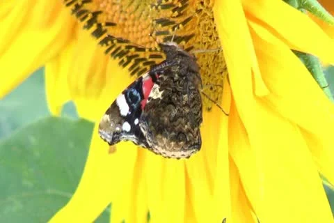 Butterfly in flower Stock Footage 11405180