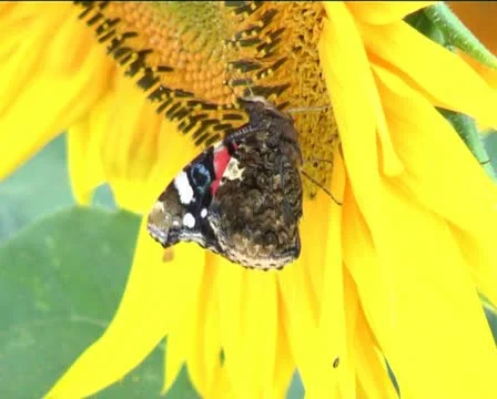 Butterfly in flower Stock Footage 11405186