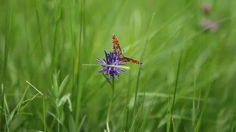 Butterfly on a flower Vídeo Stock 11546860