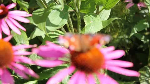 Butterfly on flower Video stock 11868553