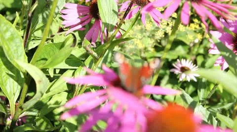 Butterfly on flower Video stock 11868557