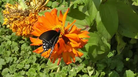 Butterfly on flower Stock Footage 11946025