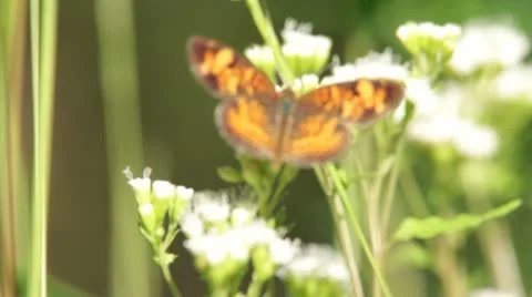 Butterfly on flower 스톡 동영상 12030295