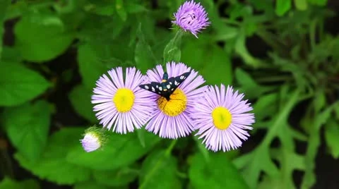 Butterfly on a flower Stock Footage 12044846
