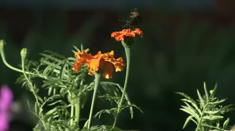 Butterfly flower Video stock 12449802