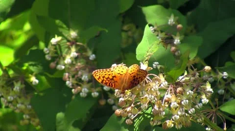 Butterfly on Flower Stock Footage 12633822