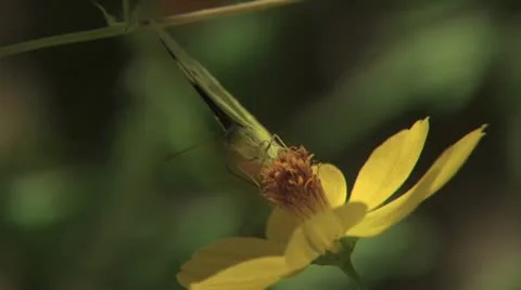 Butterfly On A Flower Stock-Footage 18939717