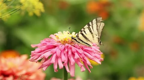 Butterfly on a flower Stock Footage 21241481