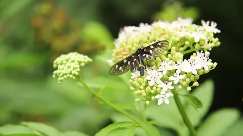 Butterfly on the flower Stock Footage 25135716