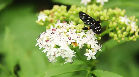 Butterfly on the flower Stock Footage 25135758