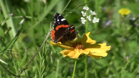 Butterfly on Flower Stock Footage 25869148