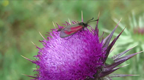 Butterfly on a flower Stock Footage 26596248