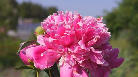 Butterfly on a flower Stock Footage 31216422