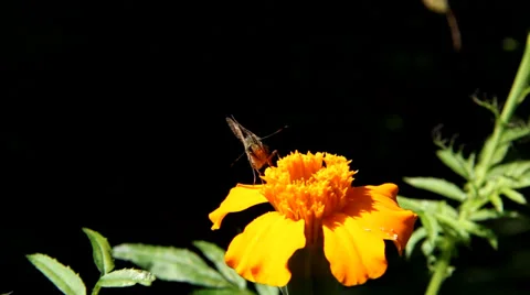 Butterfly In a Flower Stock Footage 32464884