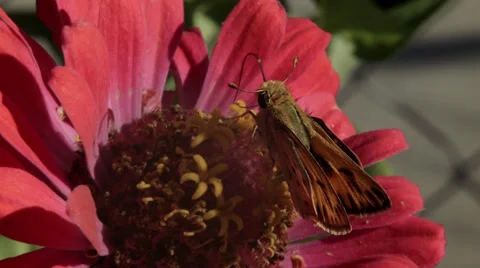 Butterfly  on a flower Stock Footage 32689953