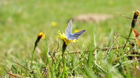 Butterfly on Flower Stock Footage 35162066