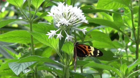 Butterfly on a flower Stock Footage 36104324