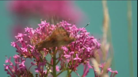 Butterfly On Flower Stock Footage 36616131