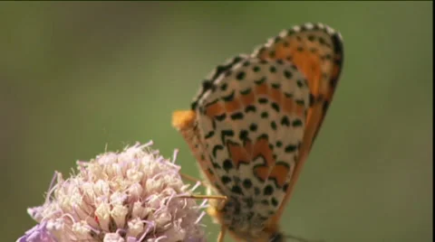 Butterfly On Flower Stock Footage 36621353