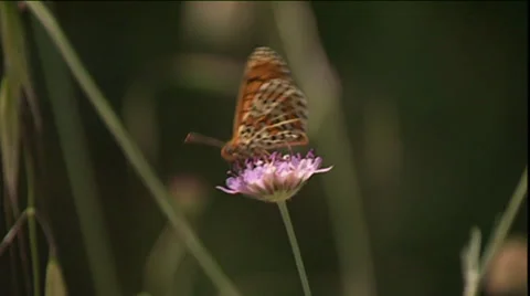 Butterfly on flower Stock Footage 36623024