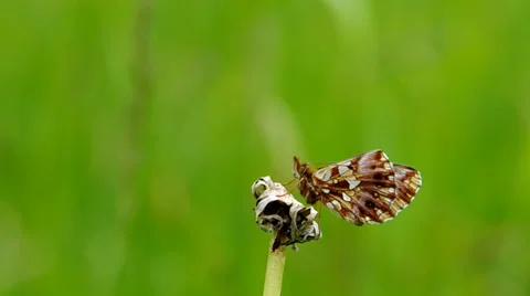 Butterfly on a flower Stock Footage 38087115