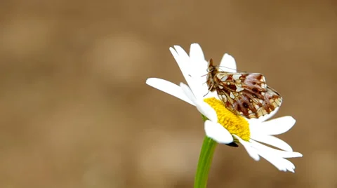 Butterfly on a flower Stock Footage 38095437