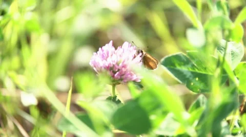 Butterfly on Flower Stock Footage 39959612