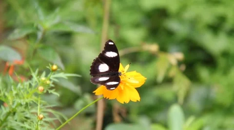 Butterfly on flower Stock Footage 40632222