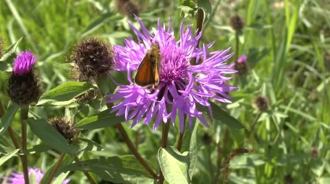 Butterfly on a flower Video stock 46256850