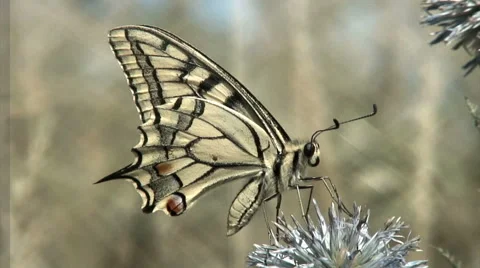 Butterfly on flower Stock Footage 48577665