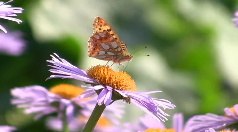 Butterfly on a flower Stock Footage 50600627