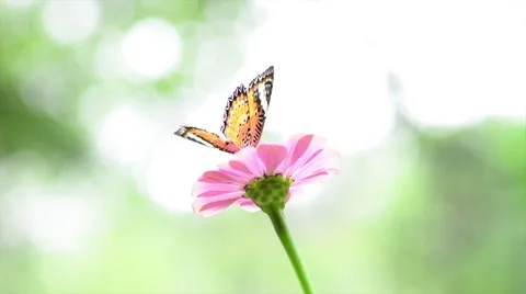 Butterfly on flower Stock Footage 50685904