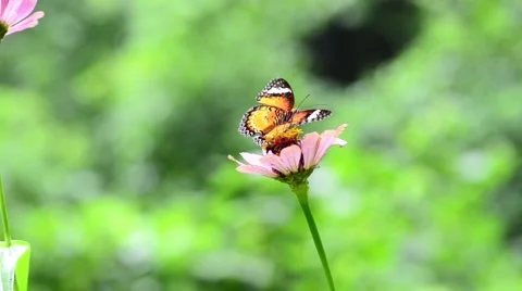 Butterfly on flower Stock Footage 50685921