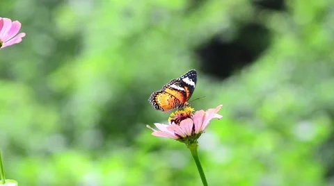 Butterfly on flower Stock Footage 50685945