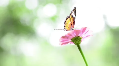 Butterfly on flower Stock Footage 50685962